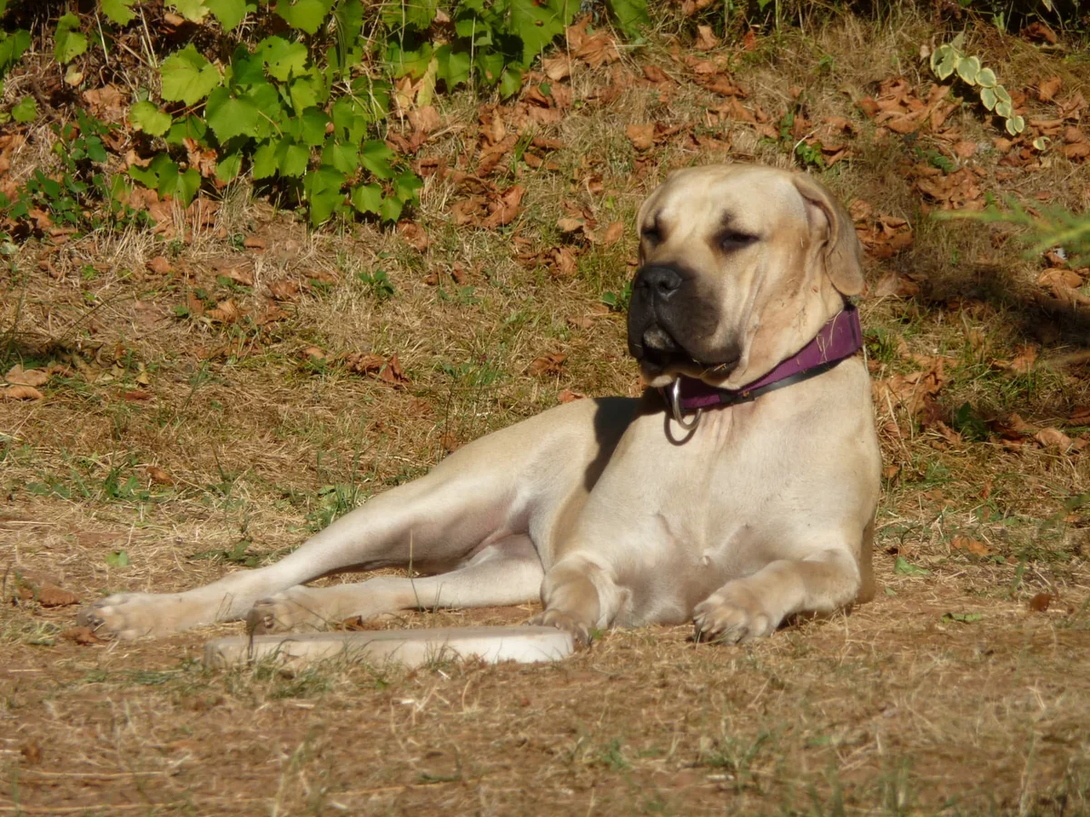 Chien reposant au jardin des Capucines à Aubenas — animaux acceptés en Ardèche — aperçu du séjour